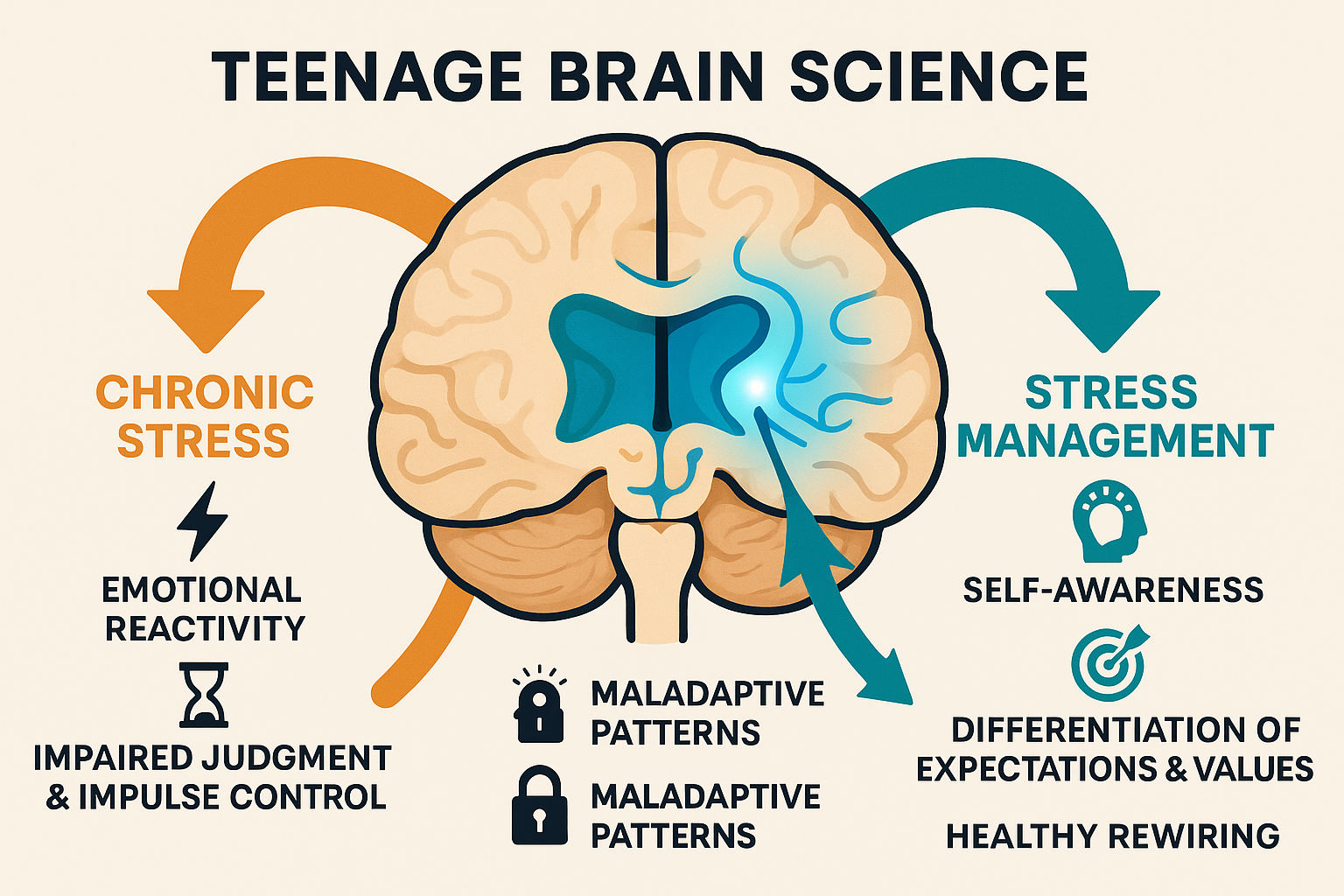 Diagram of teenage brain showing impact of stress on prefrontal cortex development